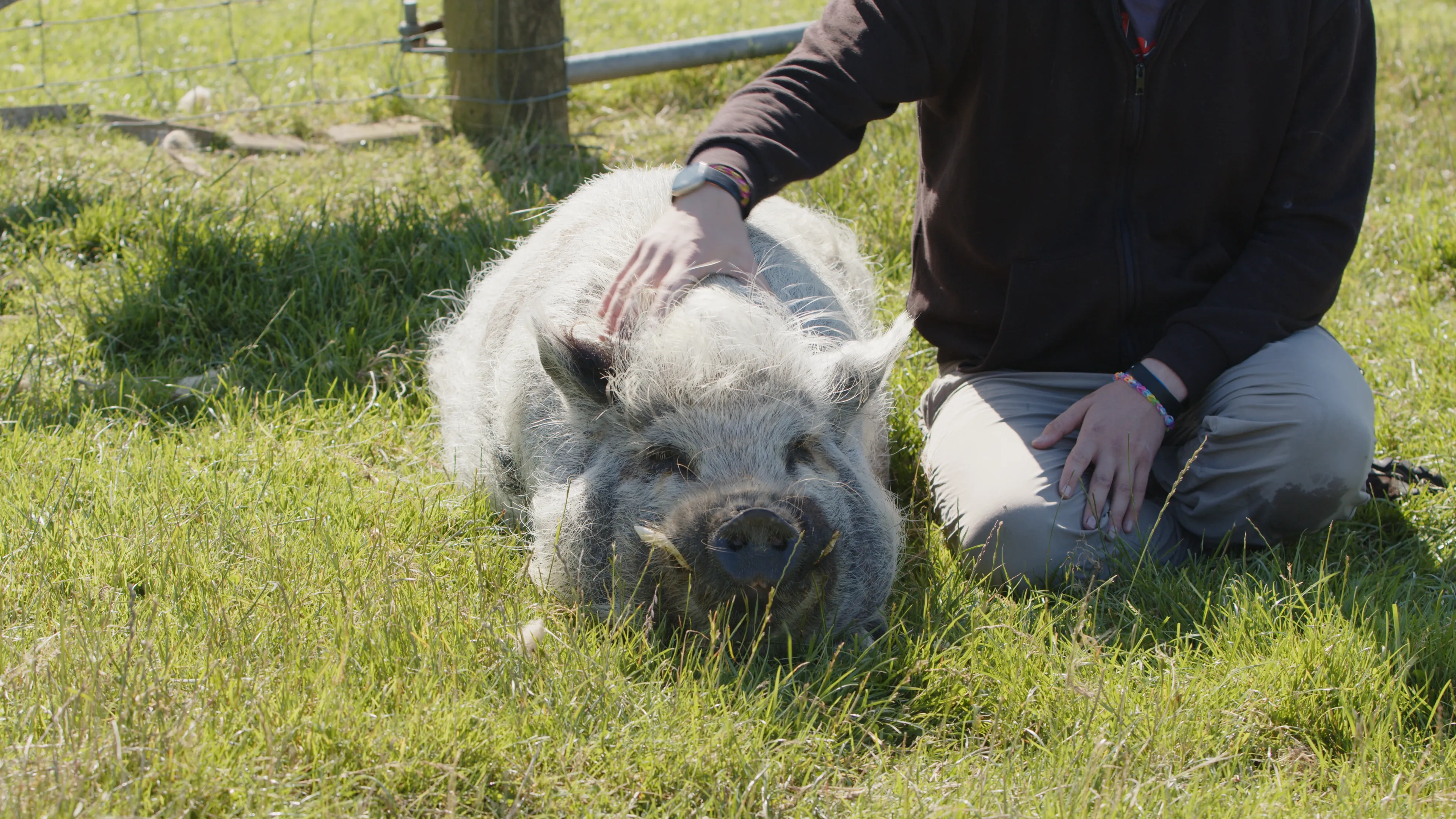Sam Waters with a pig at the farm at The Children's Centre, Isle of Man, during filming for The Conister Bee Project by DotPerformance